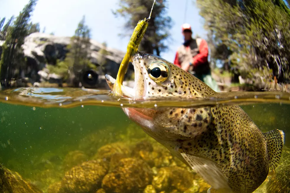 How to Get a California Fishing License in 2025: Complete Step-by-Step Guide