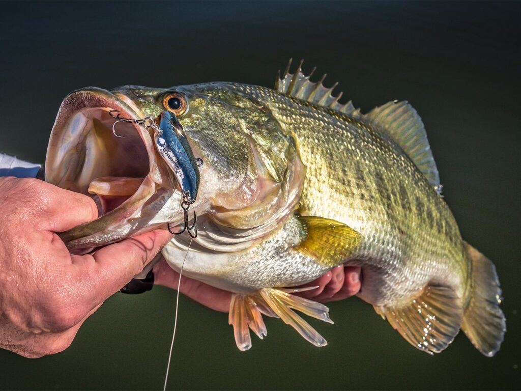 How to Get an Alabama Fishing License in 2025: Essential Guide for Anglers