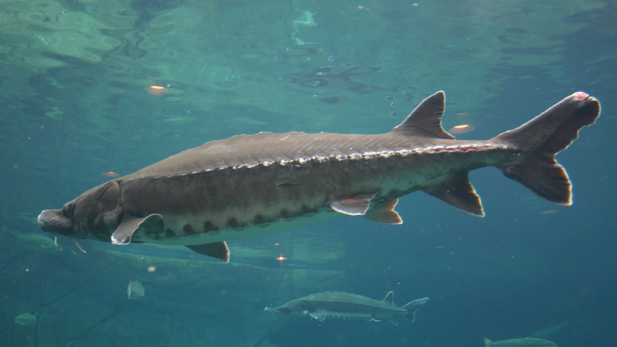 Catch Lake Michigan’s 5 Monster Fish: Expert Tips to Land Giants