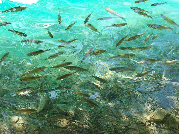 The Ultimate Guide to Obtaining an Out-of-State Arkansas Fishing License (2025 Updated)