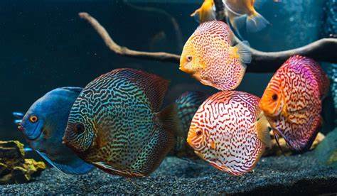 Top Freshwater Fish Species in Alabama and How to Catch Them (2025 Guide)