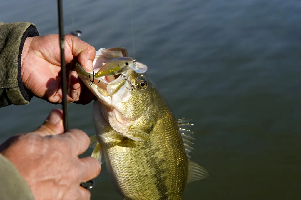 Do You Need a Fishing License in Indiana? What Every Angler Must Know in 2025