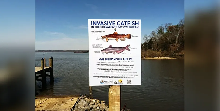 Do You Need a Fishing License in Maryland?