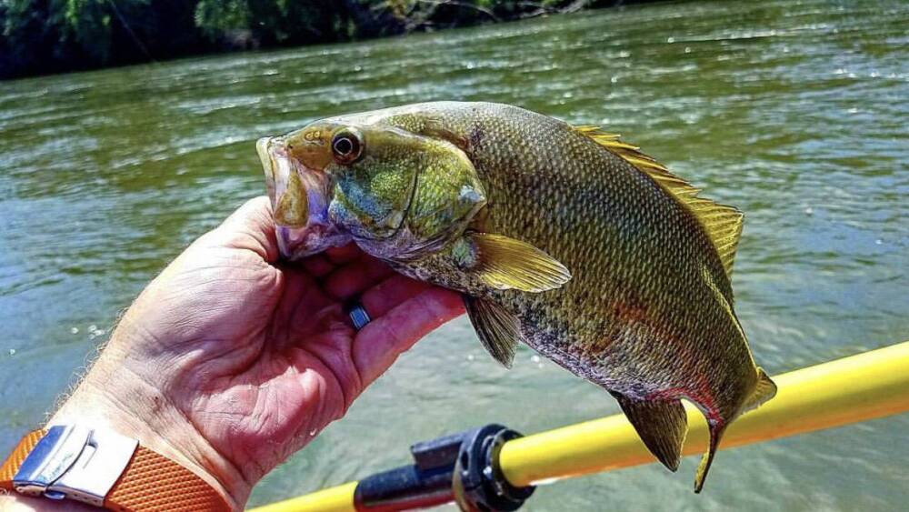 Do You Need a Fishing License in South Carolina? Here’s What You Must Know