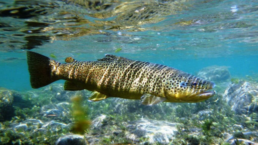 Do You Need a Fishing License in South Dakota?